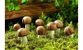 蘑菇還可以這樣吃 長見識了！