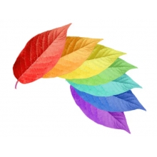 六甲及第，一路“標(biāo)”升