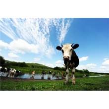 風(fēng)吹草地見(jiàn)牛羊？NO! 還能見(jiàn)我們的廚房設(shè)備